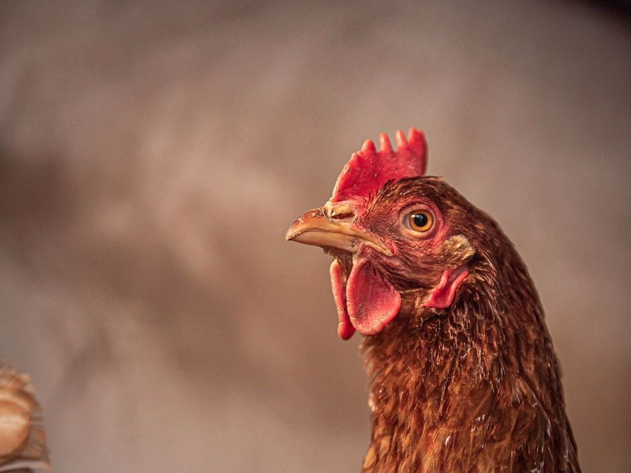 Rooster-raised heritage