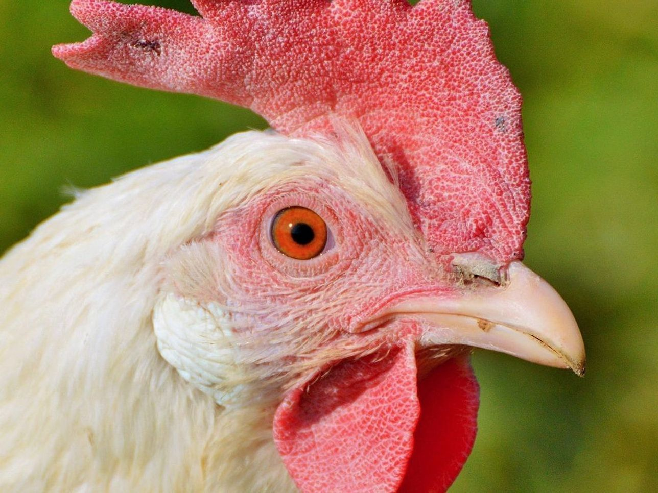 Free-range products