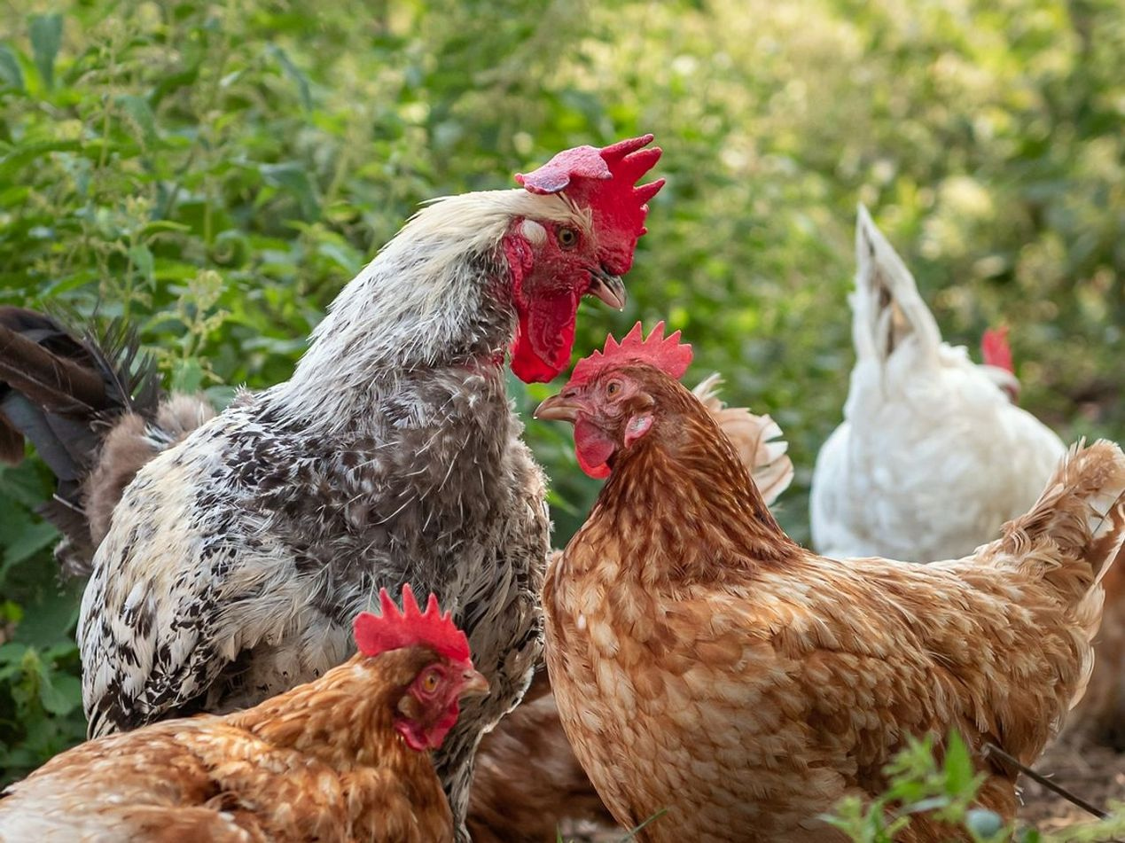 Our chicken, your dinner