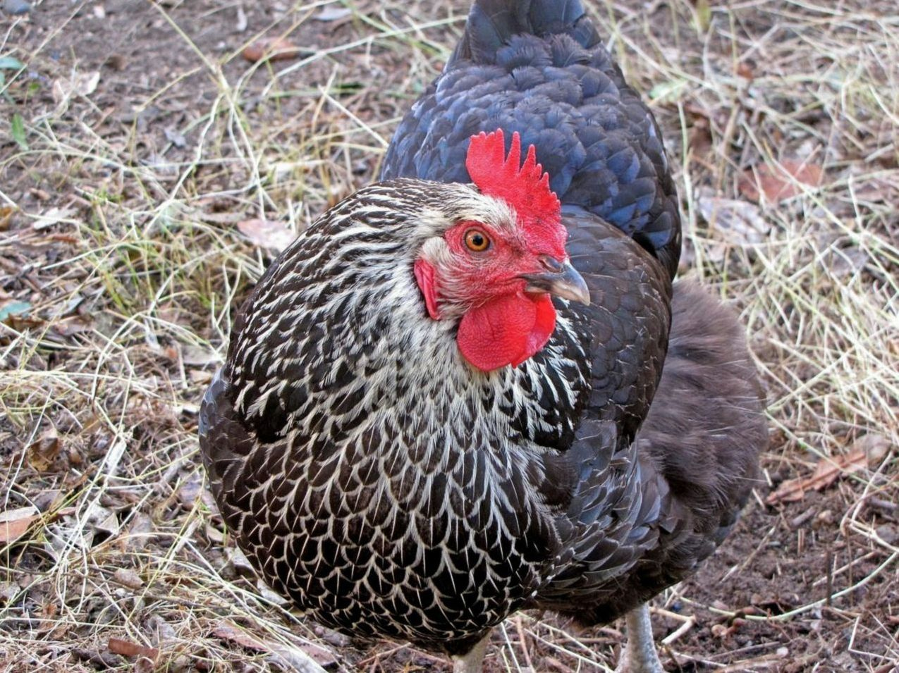 Fresh from the coop
