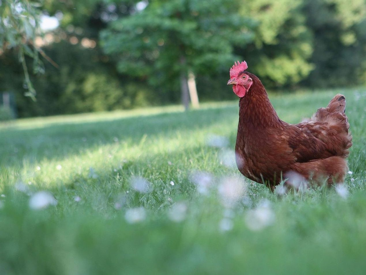 Fresh poultry cuts