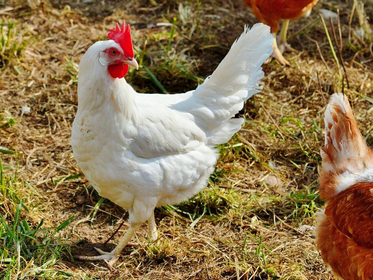 Natural farm meats