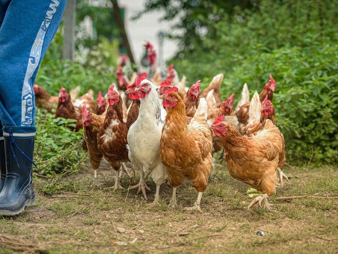 Organic farm eggs weekly