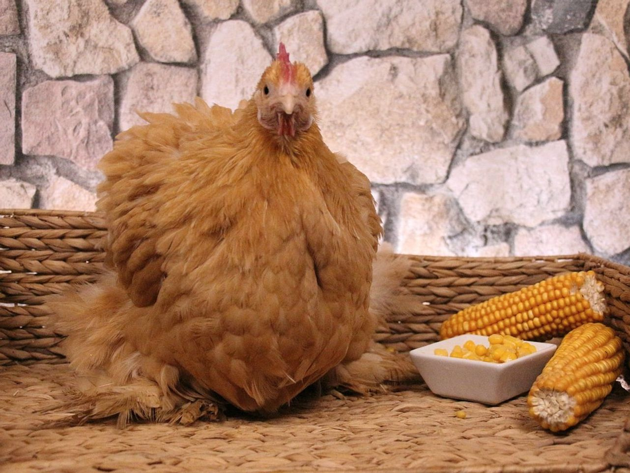 Poultry perfection